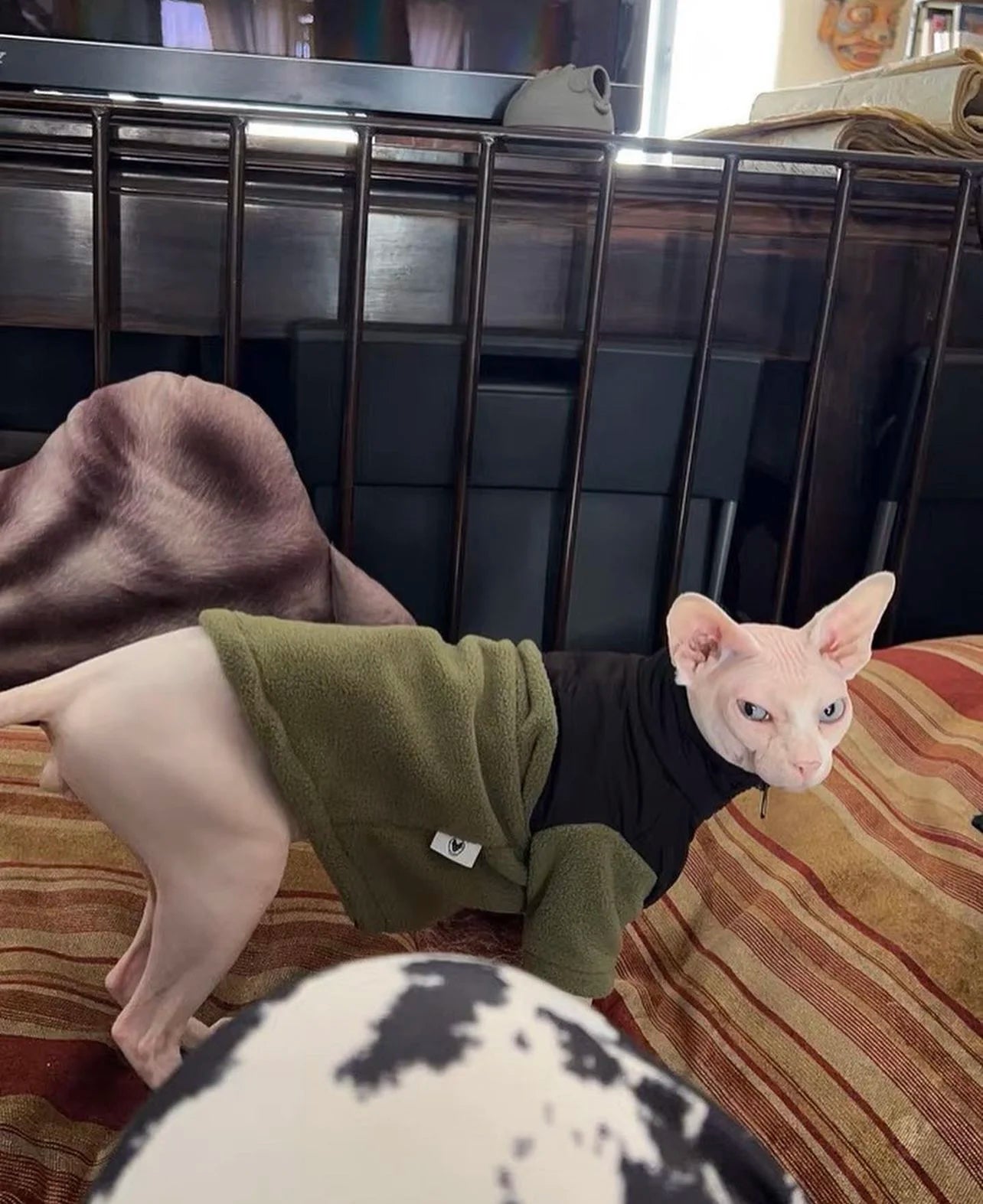 The Cat Face - Jacket
