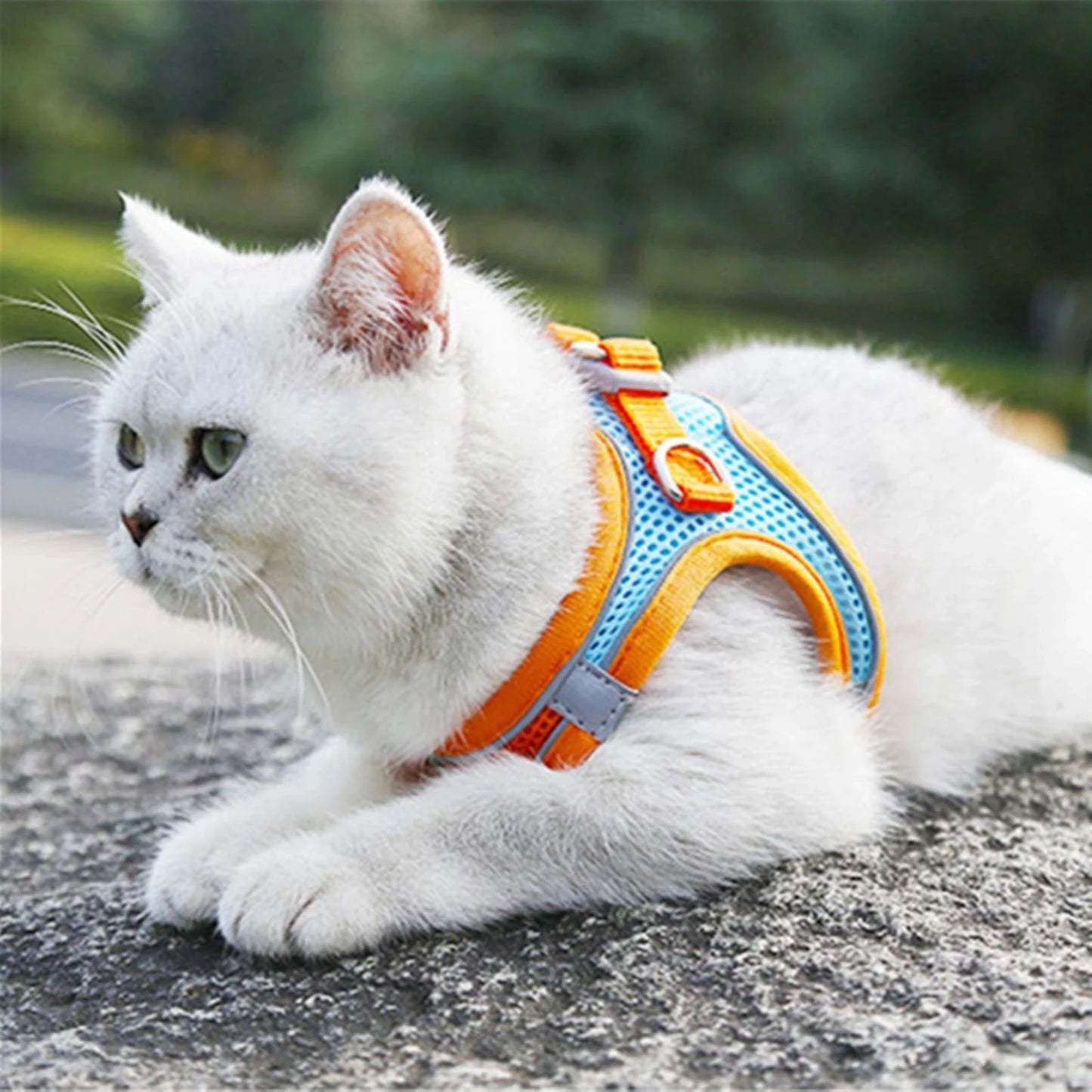 Cat Harness with Leash